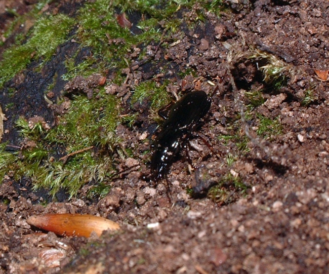 Carabus cavernosus variolatus?....No, Pterostichus sp., cfr. oblongopunctatus